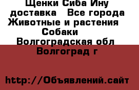 Щенки Сиба Ину доставка - Все города Животные и растения » Собаки   . Волгоградская обл.,Волгоград г.